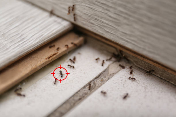 Best Exterminator Services  in Grottoes, VA