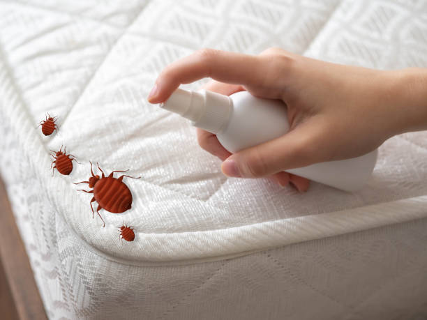 Best Spider Control Near Me  in Grottoes, VA