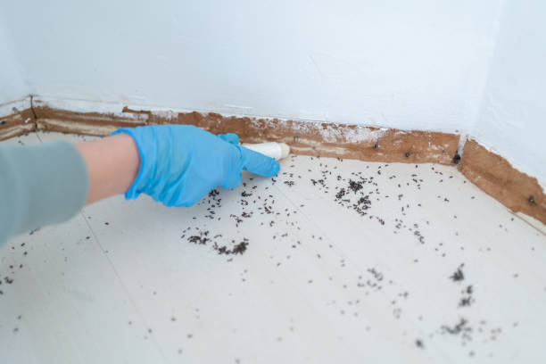Best Affordable Pest Control Services  in Grottoes, VA